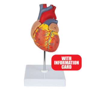 anatomical model: life sized human heart
