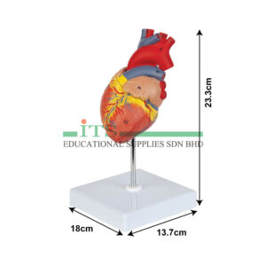 anatomical model: life sized human heart