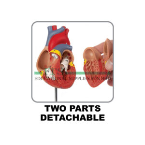 anatomical model: life sized human heart