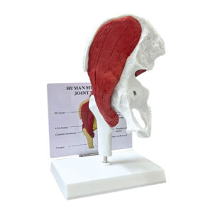 anatomical model: muscled hip joints
