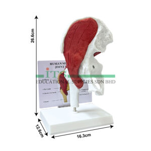 anatomical model: muscled hip joints
