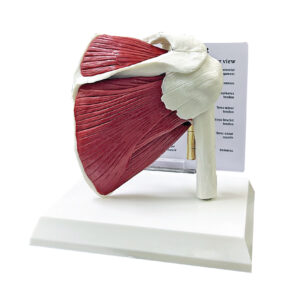 anatomical model: muscled shoulder joints