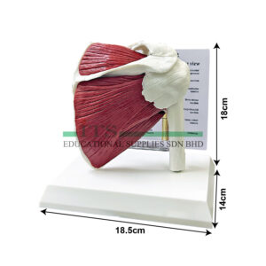 anatomical model: muscled shoulder joints