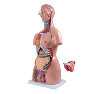 model torso manusia (25 bahagian) (unisex)