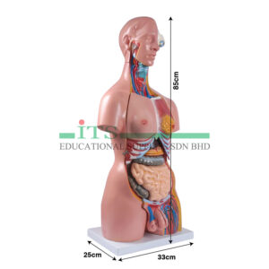 model torso manusia (25 bahagian) (unisex)